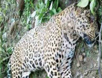 बिहार : गन्ने के खेत में लगाये तार में फंसकर तेंदुए की मौत