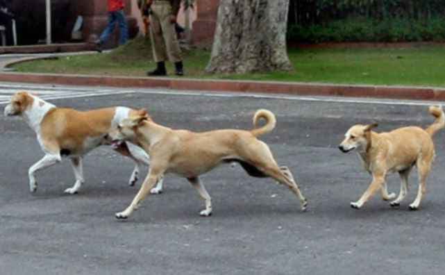 आवारा कुत्तों ने बुजुर्ग महिला को काटा, मौत