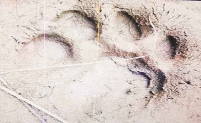 बिहार : भितहा में फिर दिखा बाघ, ग्रामीणों में दहशत