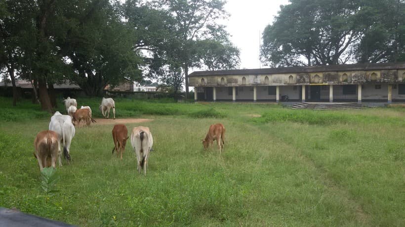 मवेशियों का चारागाह बना विज्ञान भवन