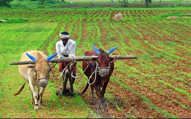 कृषि विकास को चाहिए ठाेस पहल