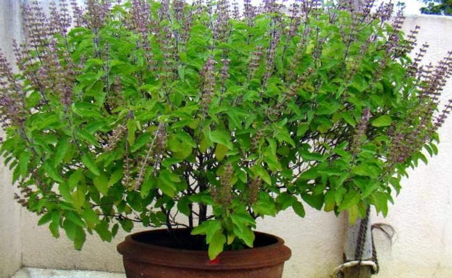 क्‍या आप जानते हैं 100 रोगों का एक इलाज है तुलसी