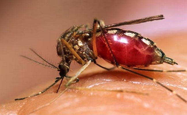 मुसीबत: देगंगा के गांव केएम चांदपुर में डेंगू बीमारी बनी महामारी, डेंगू से 24 घंटे में तीन महिलाओं की मौत