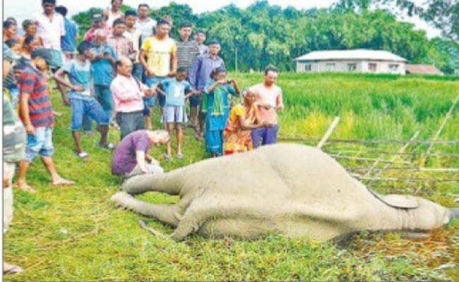 चिंताजनक: धान के खेत में करंट लगे बिजली के तार से की गयी है घेराबंदी, बागडोगरा में बेमौत मरे गजराज