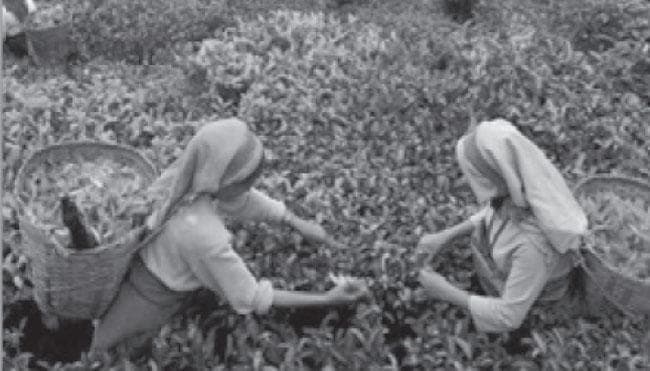 सिलीगुड़ी की कहानी महानंदा की जुबानी : 5  अंग्रेजों ने भूटान से लीज पर लेकर बनाया दार्जिलिंग का गेट-वे