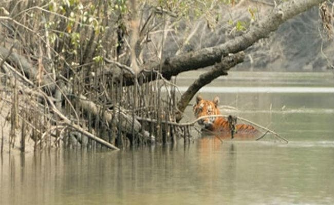 सुंदरवन में गया था मछली पकड़ने, बाघ के डर से जंगल में पेड़ पर रहा 11 दिन