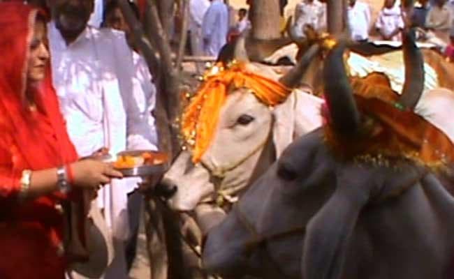 गोपाष्टमी आज, अक्षय नवमी कल, पांच दिनों का गंगा स्नान 31 से