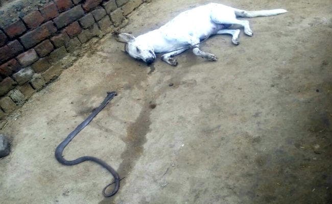 रोहतास : बच्चों को बचाने के लिए सांप से भिड़ गयी कुतिया, मरने से पहले सांप को भी मार डाला