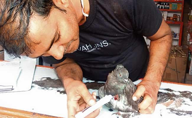 बिहार : जब घायल कबूतर पहुंचा दवा की दुकान पर