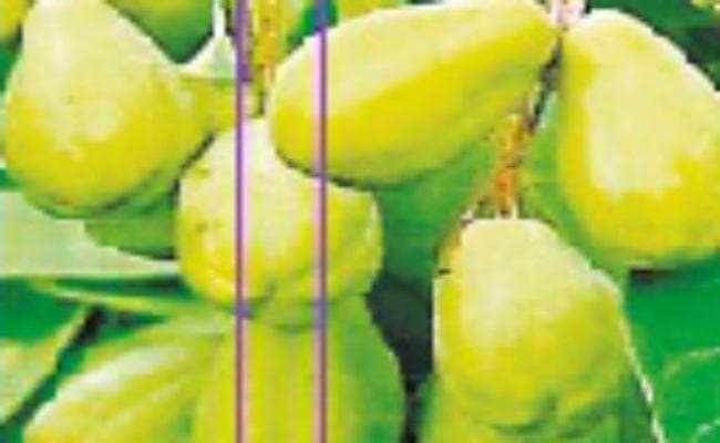 पाचन शक्ति ठीक करने का यह है आसान उपाय, कब्ज में भी कारगर