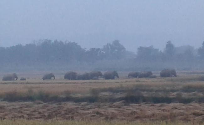 Hazaribagh : रात भर हाथ में मशाल लेकर हाथियों के पीछे भागते रहे लोग, देखें VIDEO