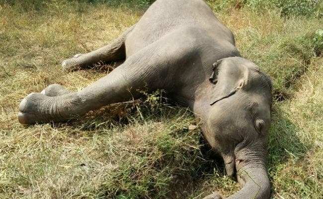 झारखंड के खरसावां में यौन क्रिया नहीं होने की उत्तेजना में हाथिनी की मौत