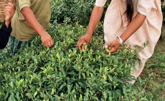 अनित ने चाय श्रमिकों को दिया नये साल का तोहफा