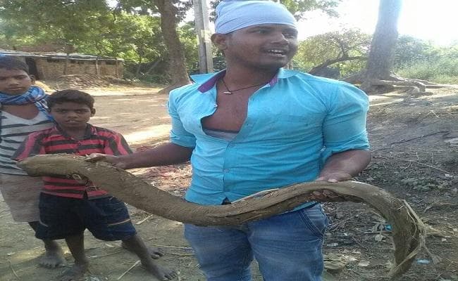 बिहार : डुमरांव में तालाब से निकली सांप जैसी मछली को देख शॉक हुआ युवक, हुई मौत