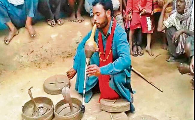 ‘सांप का घर’ जामताड़ा में सक्रिय है सांप के जहर का कारोबार करने वाला गिरोह, एक ग्राम की कीमत 25 हजार रुपये