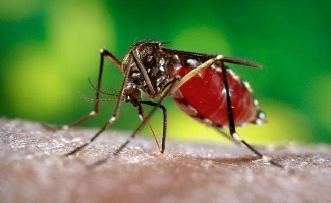 बिहार : ठंड में देरी, मौसम की बेरुखी से बढ़ा डेंगू का खतरा