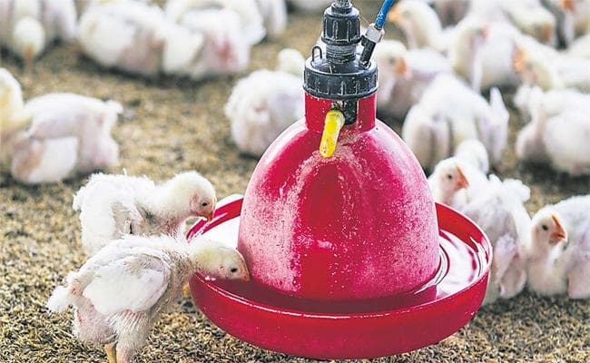 चिकन नहीं, एंटीबायोटिक का खतरनाक डोज ले रहे आप