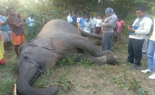 सरायकेला के बलदेवपुर जंगल में हथिनी की मौत, डॉक्टरों की टीम ने किया पोस्टमार्टम