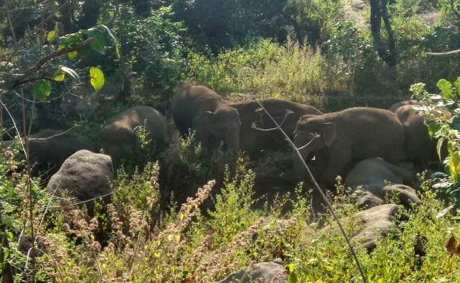 VIDEO : सावधान! गुमला के पालकोट व बसिया में घूम रहे 15 हाथी, अगर उग्र हुए तो मचा सकते हैं उत्पात