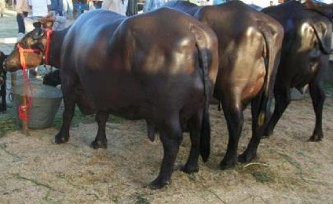 यूपी : भाजपा विधायक के फार्म हाउस से दो भैंस चोरी, तलाश में जुटी पुलिस