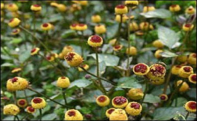 हेल्थ गाइड : दांत और मसूढों को मजबूत करता है अकरकरा