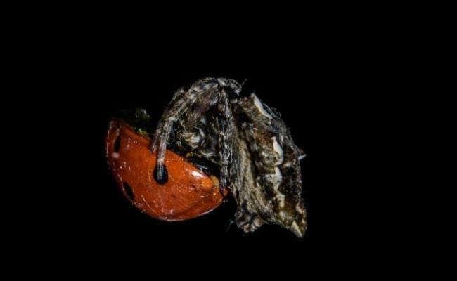 ये हैं इस साल के टॉप फोटो जिन्हें  Flickr ने किया है सलेक्ट, आप भी देखें