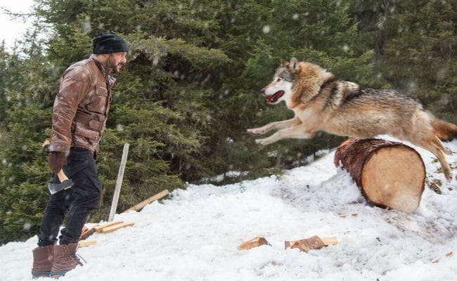 #TigerZindaHai: कुल्‍हाड़ी लेकर भेडिये से भिड़ गये सलमान खान और फिर...देखें वीडियो