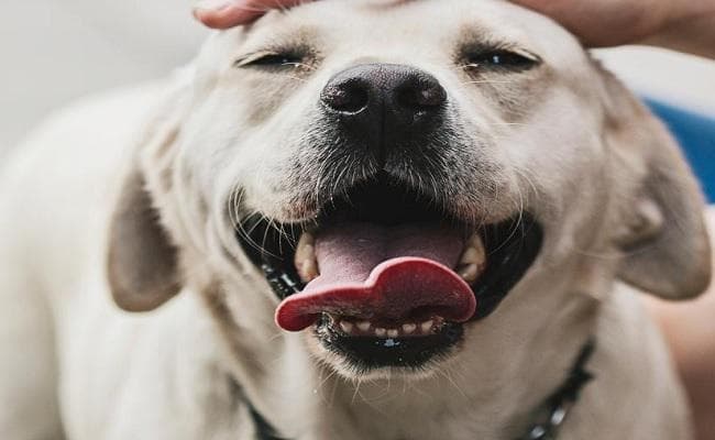 दो दावेदारों के झमेले में फंसे कुत्ते को खानी पड़ रही हवालात की हवा