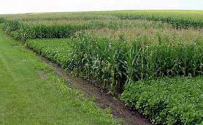 इस बार झारखंड में 52 लाख टन खाद्यान्न के बंपर उत्पादन की उम्मीद