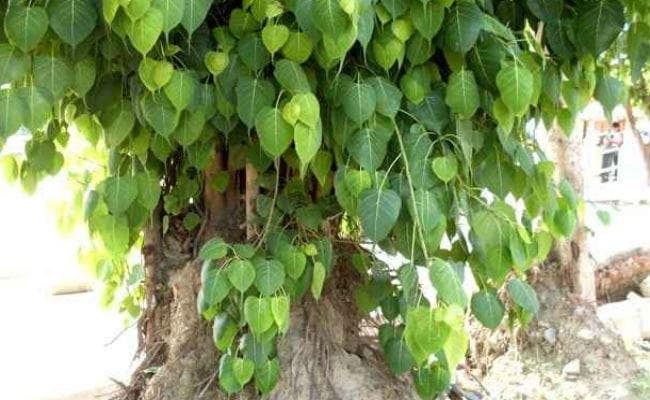 बोधकथा : घमंडी का सिर नीचा