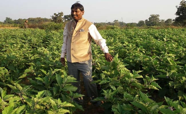 पूर्व मुख्यमंत्री अर्जुन मुंडा करवा रहे हैं ब्रोकली समेत विभिन्न सब्जियों की खेती