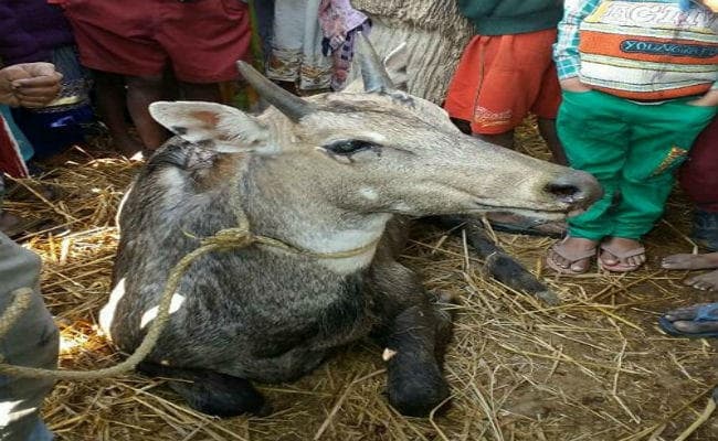 बड़कागांव : ग्रामीणों के सहयोग से नीलगाय पकड़कर रेंजर को सौंपा गया