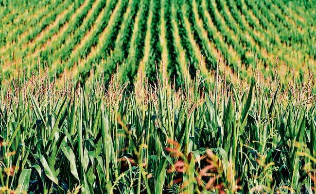 वर्षारंभ : कीड़े-मकोड़ों की घटती आबादी खाद्य सुरक्षा के लिए खतरे की घंटी