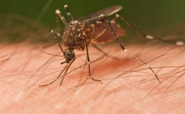 सांप और कुत्ते काटने जैसा मच्‍छर का काटना भी एक दुर्घटना, मिलेगा बीमा क्‍लेम
