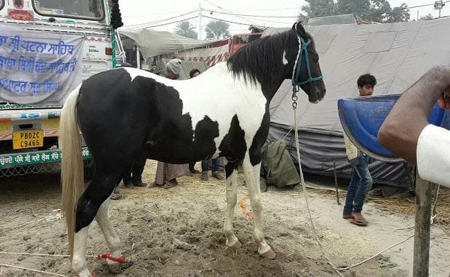 350वां प्रकाशपर्व : पटना सिटी पहुंचा एक करोड़ का घोड़ा, बना आकर्षण का केंद्र