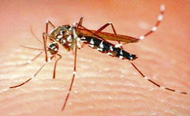 मच्छर काटने से मौत : देना होगा बीमा क्लेम