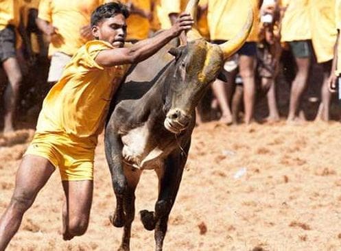 तमिलनाडु सरकार ने जल्लीकट्टू मनाने पर कानूनी बाधा दूर करने की केंद्र से की मांग