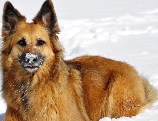 कुत्ते ने बचा ली मालिक की जान