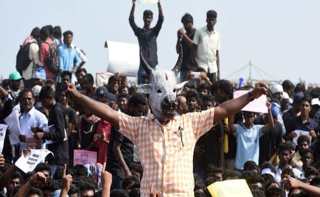 जलीकट्टू विवाद: पीएम पर भड़के प्रदर्शनकारी मरीना बीच पर की नारेबाजी, आज तमिलनाडु बंद