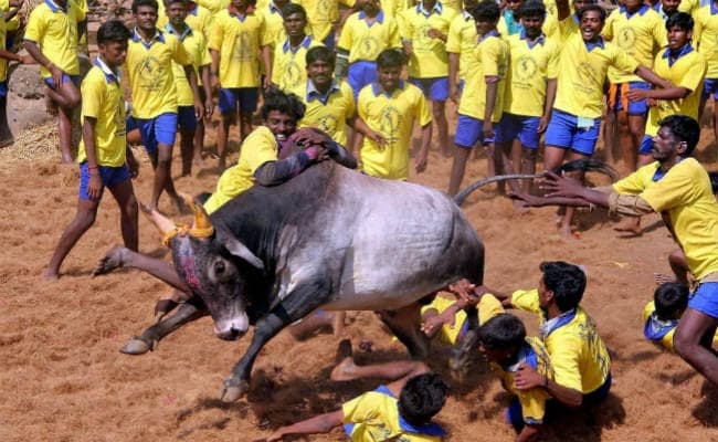 जल्लीकट्टू : अध्यादेश को गवर्नर ने दी मंजूरी, तमिलनाडु सरकार बिल भी लाने को तैयार