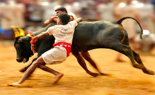 जल्लीकट्टू को लेकर अमेरिका में भी निकाली गयी रैली, वाशिंगटन में भारतीय दूतावास के सामने विरोध-प्रदर्शन
