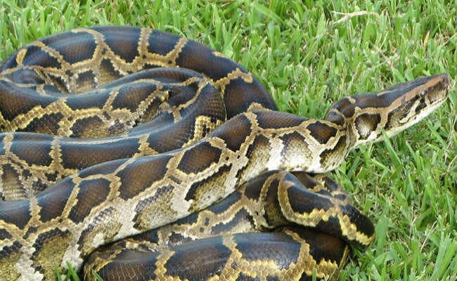 फ्लोरिडा में छोटे जानवरों को निगल रहे अजगर, पकड़ने के लिए भारत से बुलाये सपेरे
