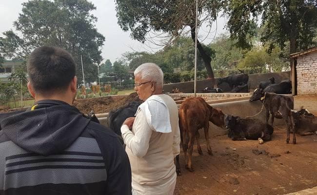 लालू ने सोशल मीडिया पर शेयर की गोशाला की तस्वीरें, कमेंट्स की आयी बाढ़
