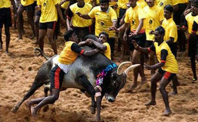 मदुरई : जलीकट्टू  खेल के दौरान 36 घायल, एक की हालत नाजुक