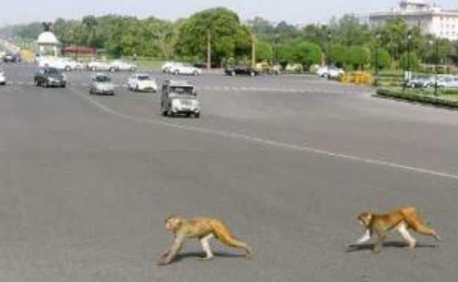 बंदरों को नहीं पकड़ सकते, दिल्ली सरकार को यह करने दें : एसडीएमसी