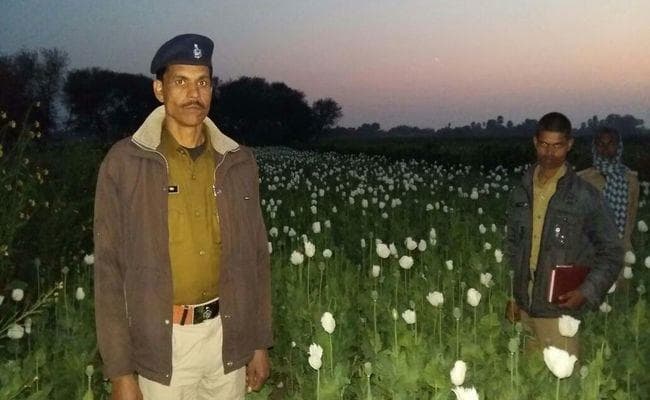 समस्तीपुर में 13 कट्ठे में उगायी गयी 3 करोड़ की अफीम, अब पहरेदारी कर रही है पुलिस