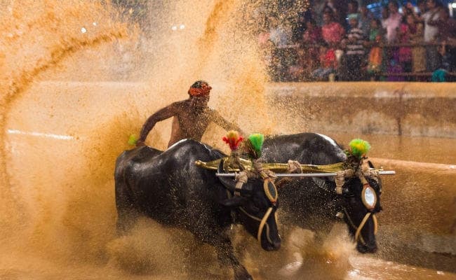 ”जल्लीकट्टू” के बाद अब ‘भैंसा दौड़ कंबाला’ पर बिल, कर्नाटक विधानसभा ने लगाई मुहर