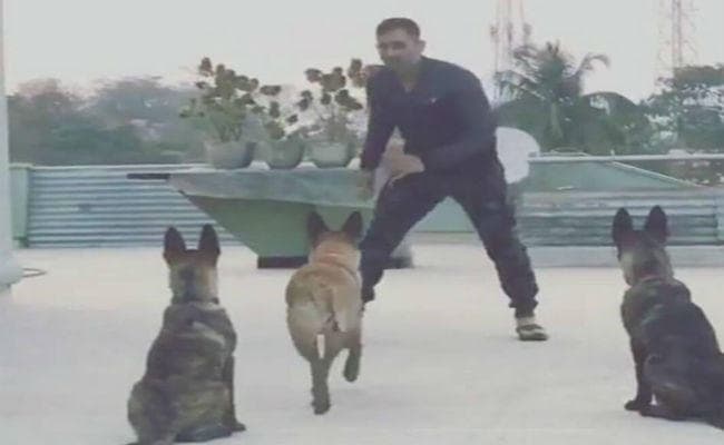 कप्तानी छोड़ने के बाद घर में रिलेक्स कर रहे हैं धौनी, आज कुत्तों के साथ मस्ती करते आये नजर