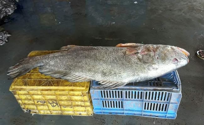 3.60 लाख रुपये में बिकी मछली