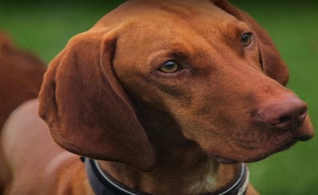 महिला ने अपने पति पर लगाया कुत्ते को मारने का आरोप, थाने पहुंचा मामला